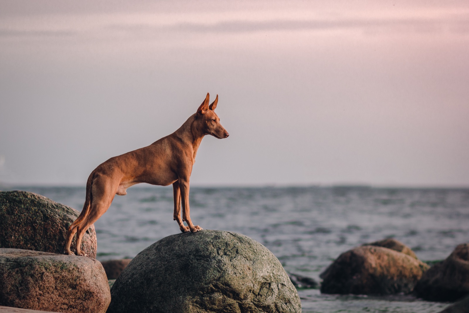 A Cirneco dell'Etna surveying the Sicilian coastline at dusk
