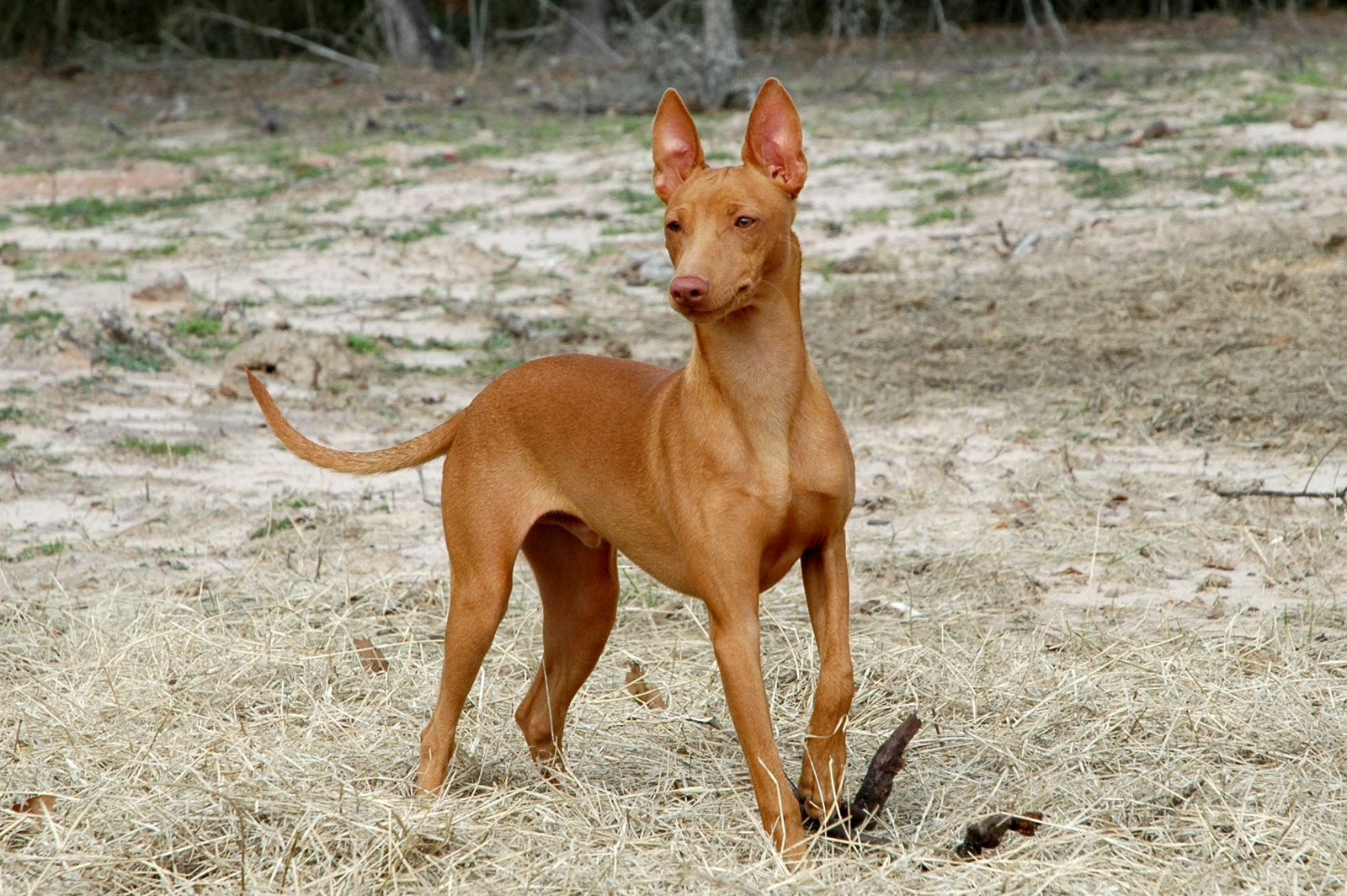 A Cirneco dell'Etna standing in classic conformation stance in a dry, open field