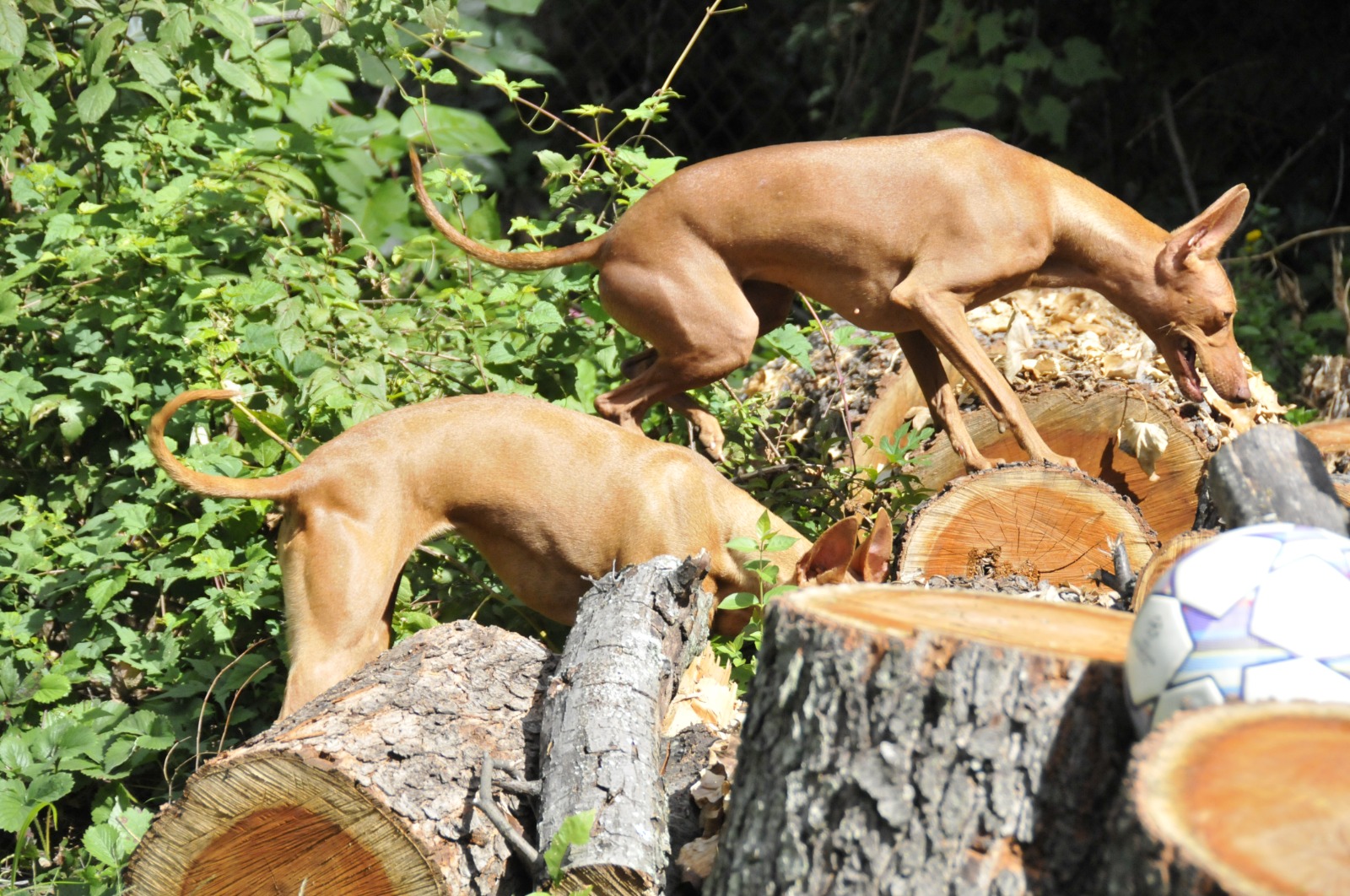 Two Cirnechi dell'Etna exploring a pile of cut logs together