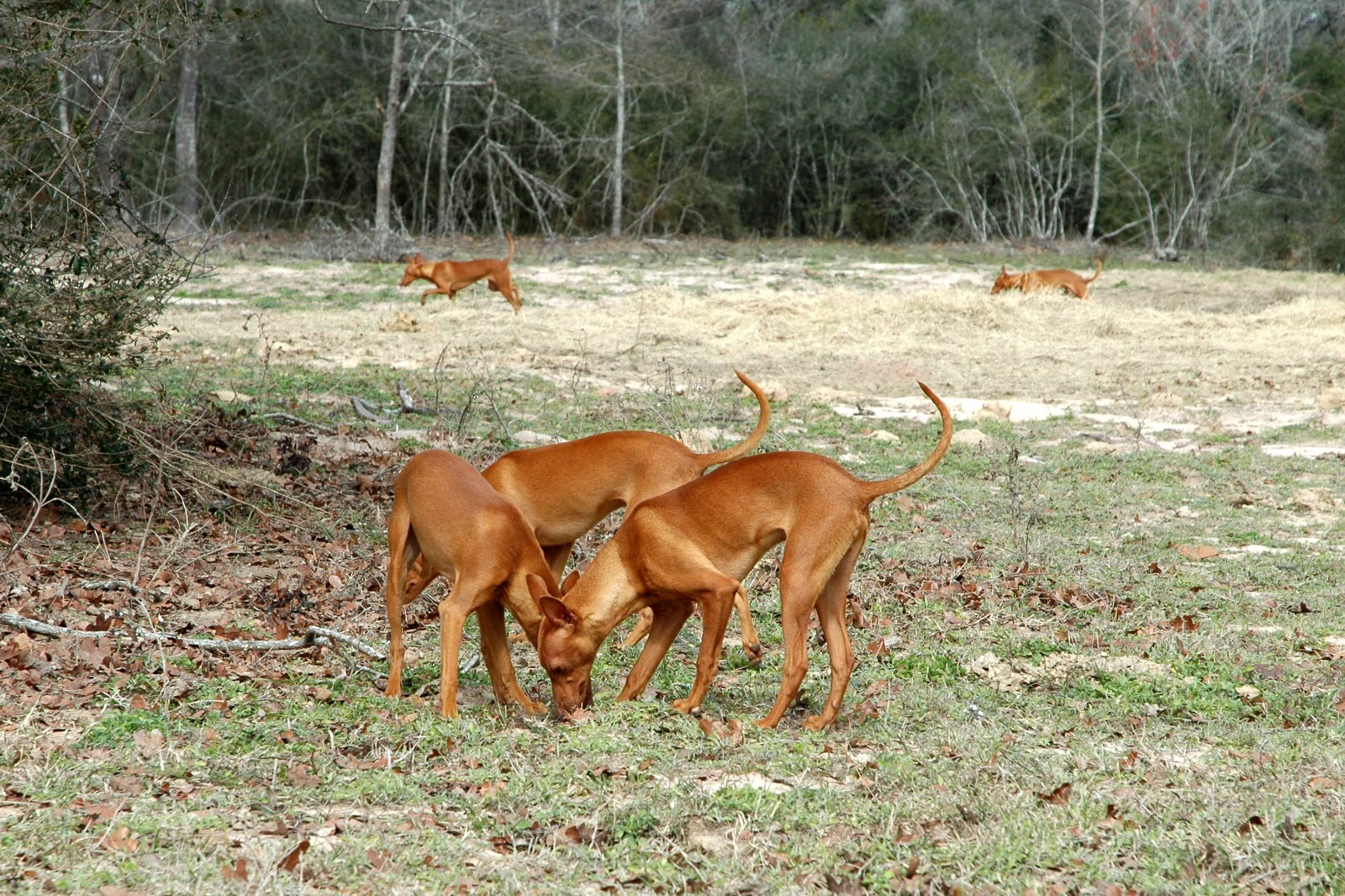 A group of Cirnechi dell'Etna together in an open field