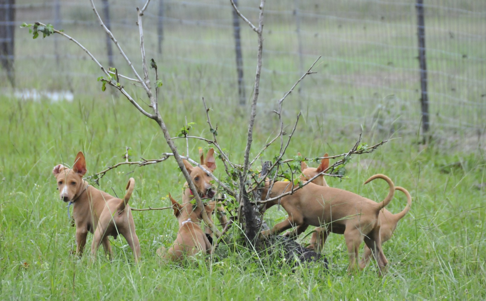 A group of Cirnechi dell'Etna playing together around a tree in a grassy paddock