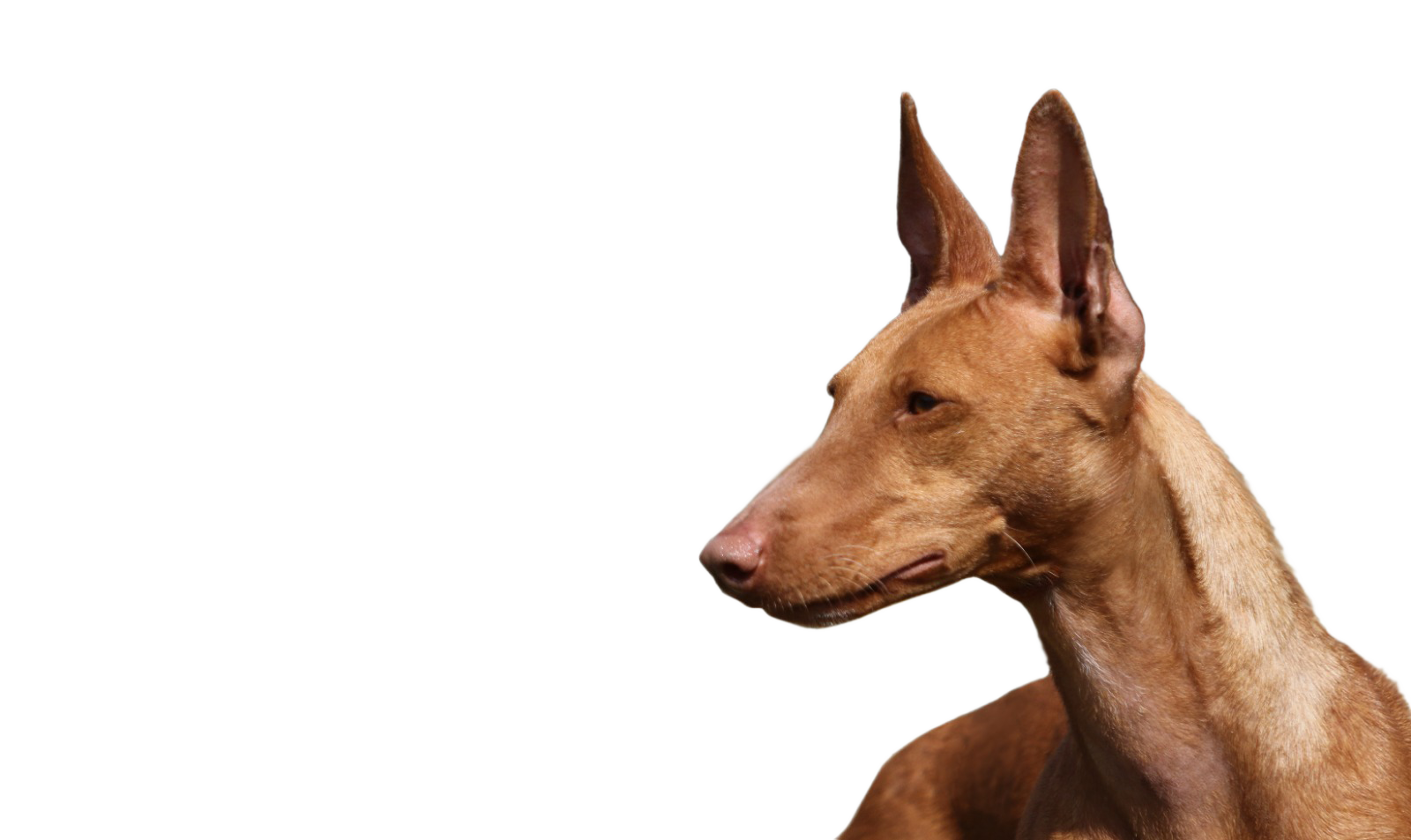 A Cirneco dell'Etna in profile, ears alert — the breed the Foundation was built to protect