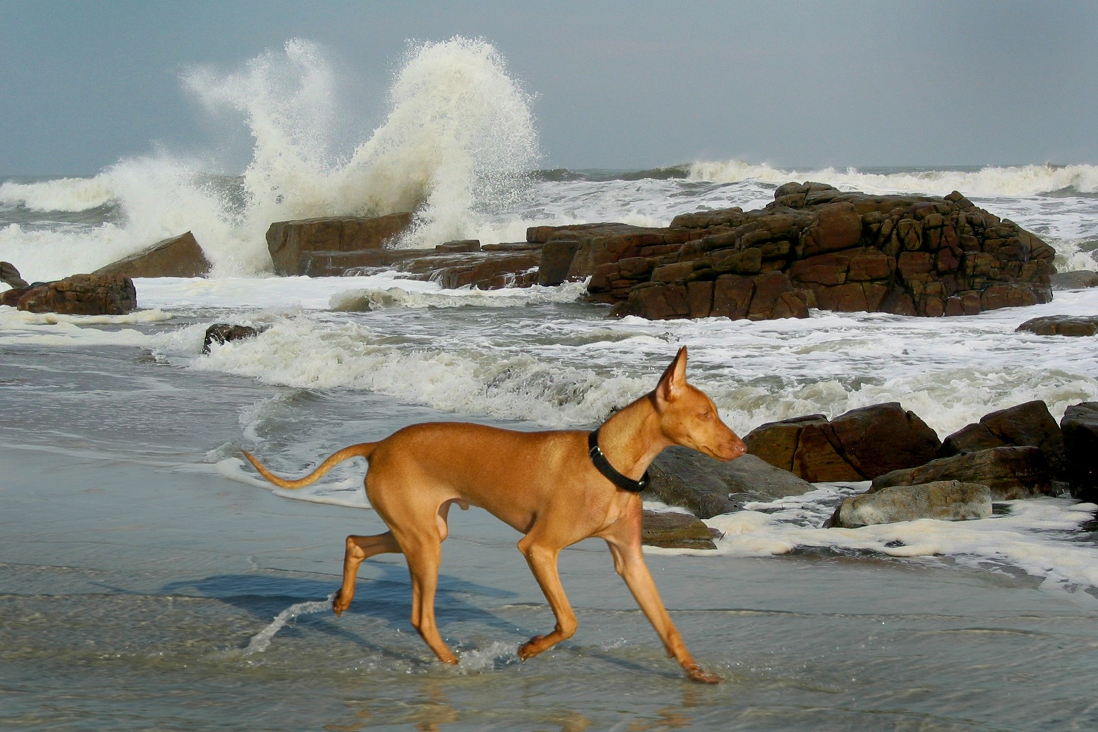 A Cirneco dell'Etna running along a rocky shoreline with crashing waves