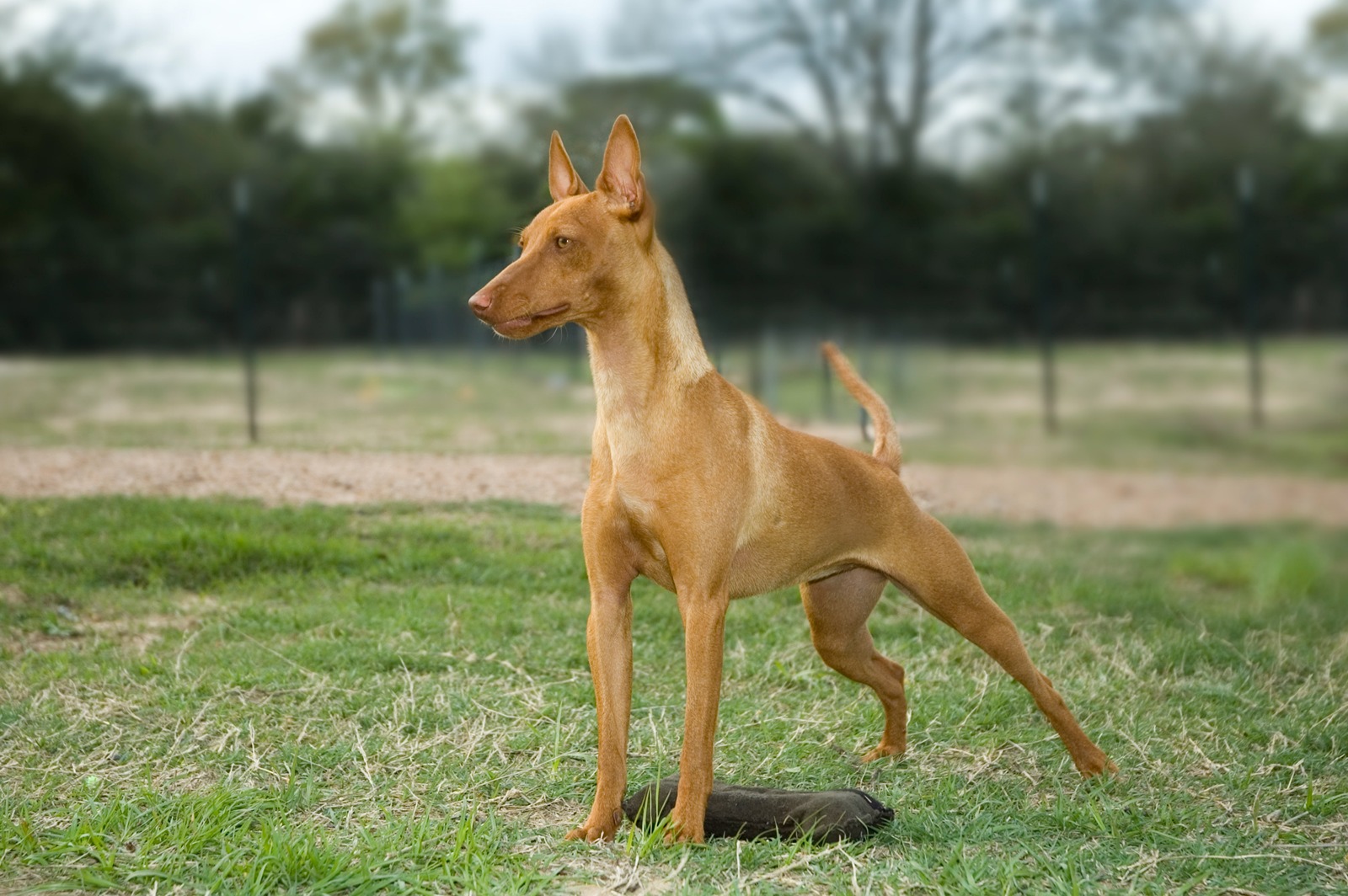 A Cirneco dell'Etna standing alert in a grass field, ears up and tail curled