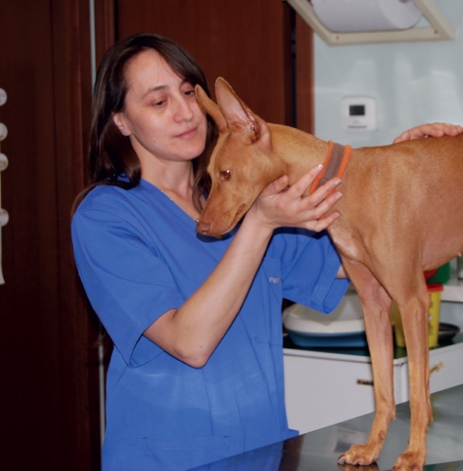 A veterinarian examining a Cirneco dell'Etna during a health checkup