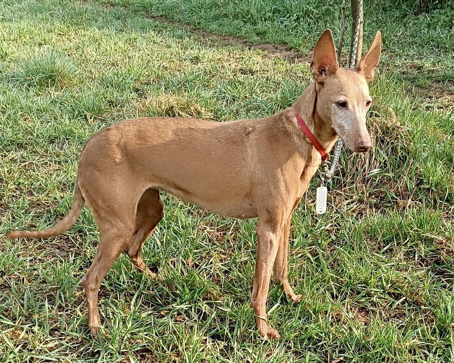 Valcchiria — “Chira”, adopted