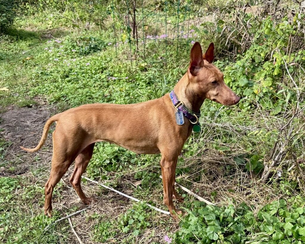 Miranda, available for adoption