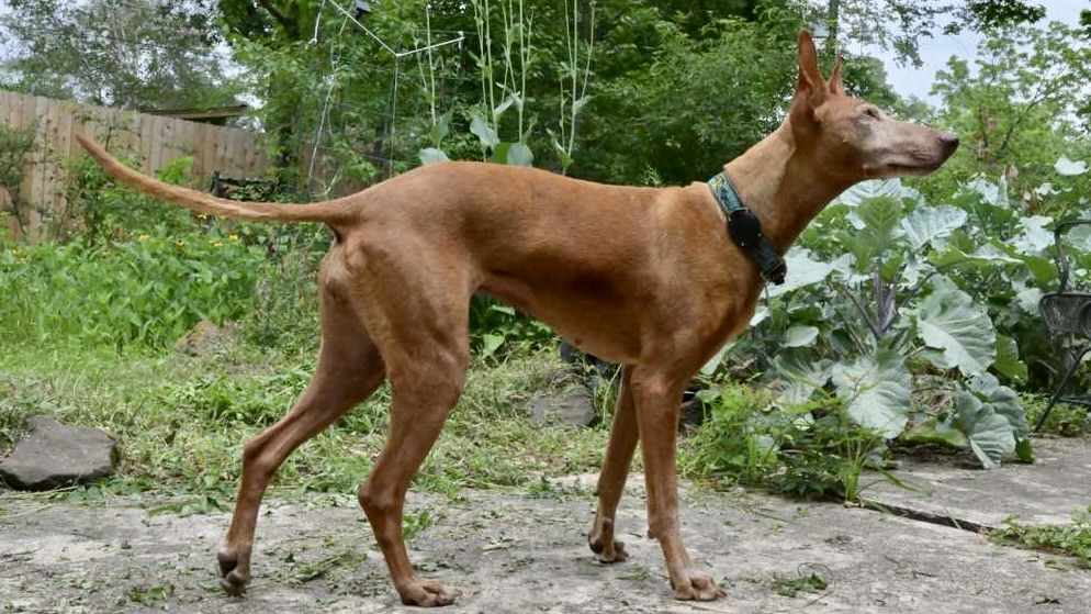 Selvaggia — “Selva”, available for adoption